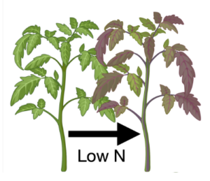 PD:RUBY tomato sentinel plant