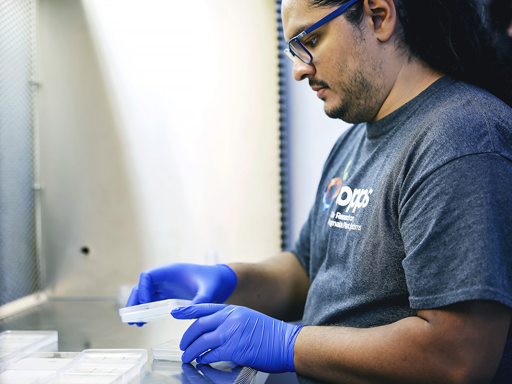 a man in latex gloves prepares specimens in a laboratory
