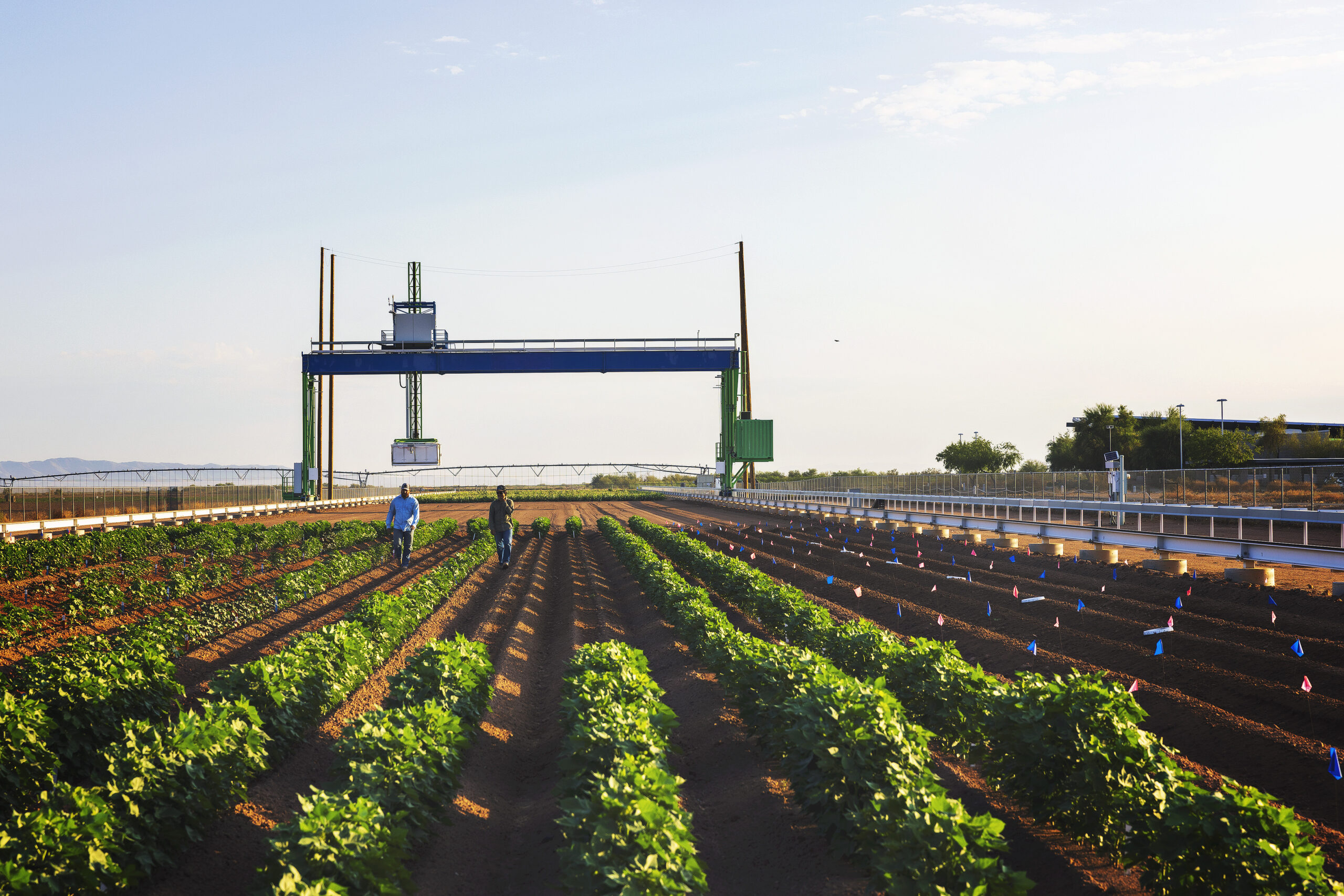 a very large gantry over fields of plants in Mariicopa AZ