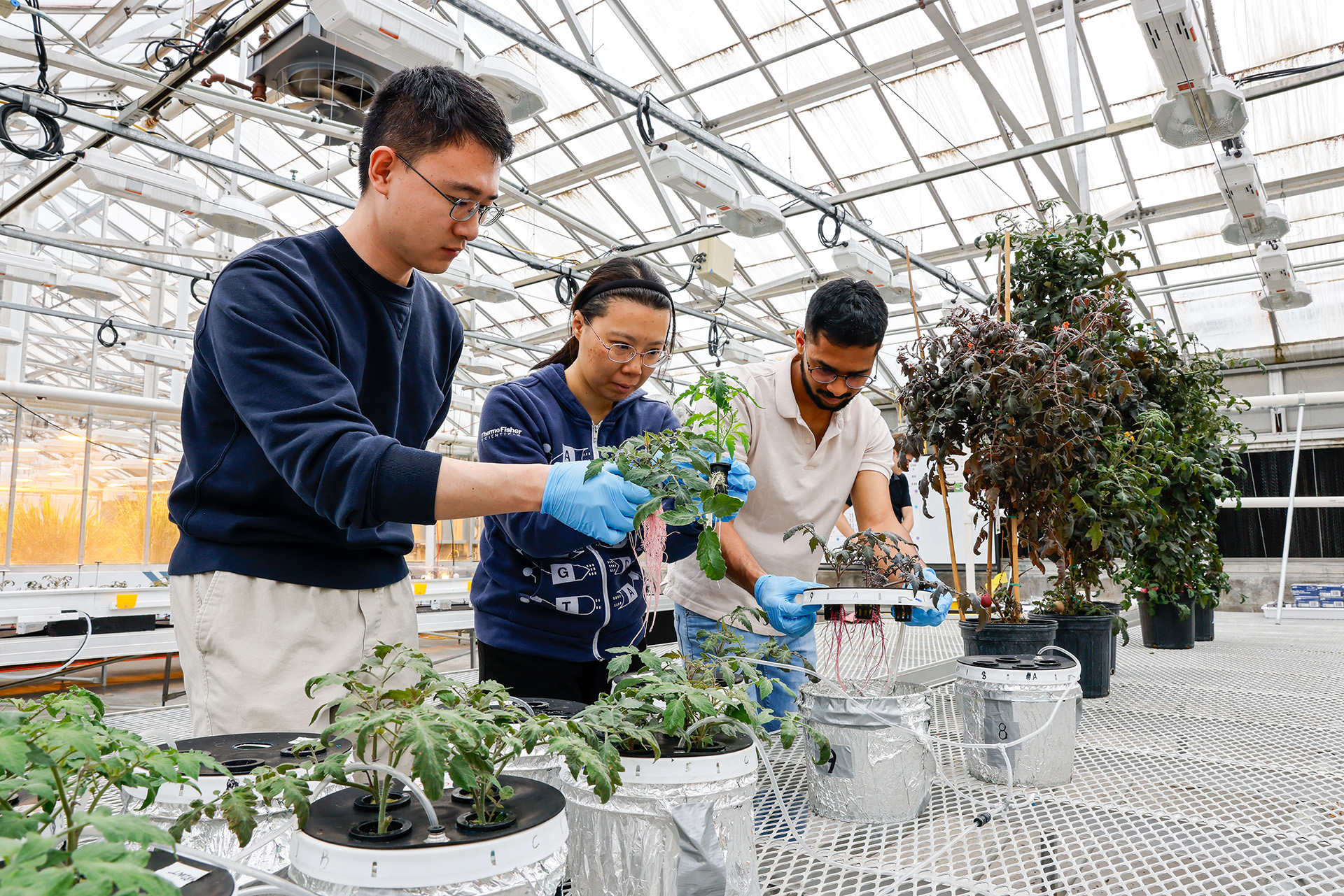 three people work side by side in a greenhouse with tomato plants