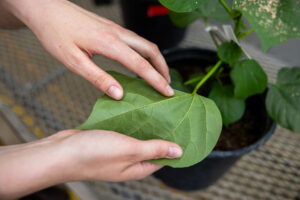 a person handles a cotton plant leaf