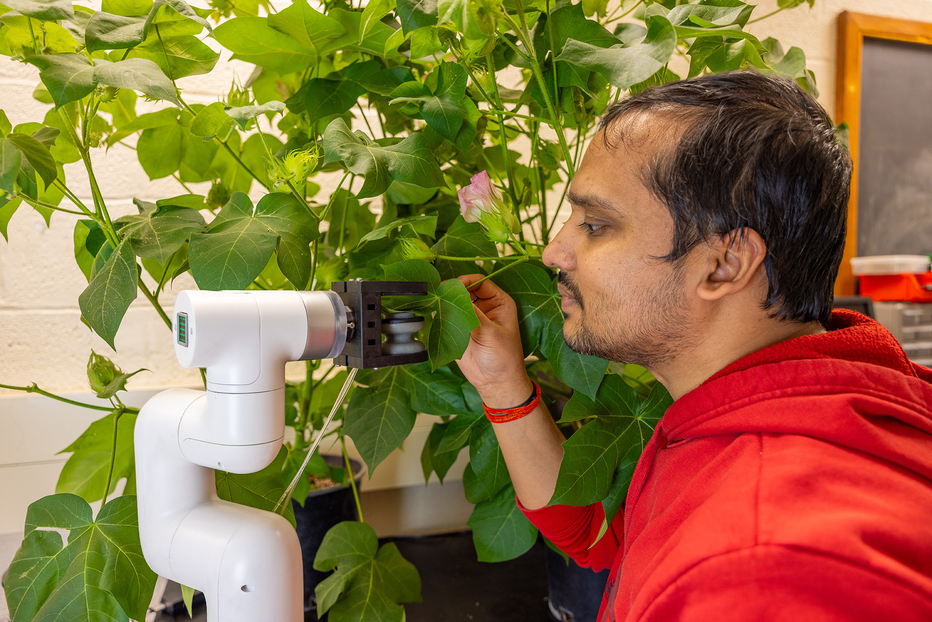 a man adjusts a robot leaf gripper next to a cotton plant