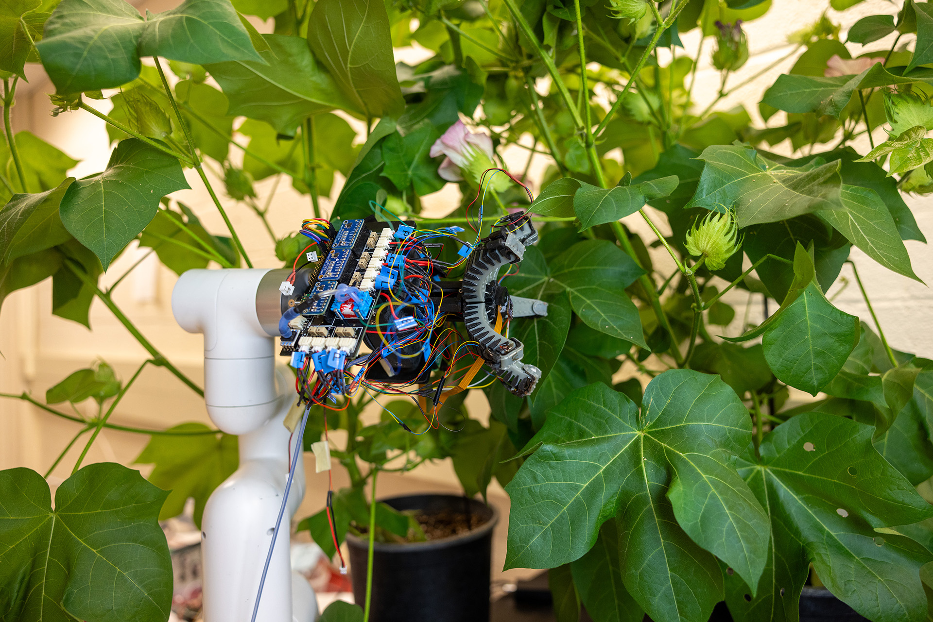 a robot grips a leaf