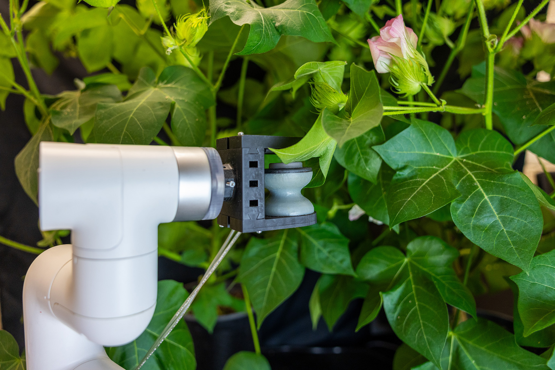 Robot arm gripping a cotton plant leaf