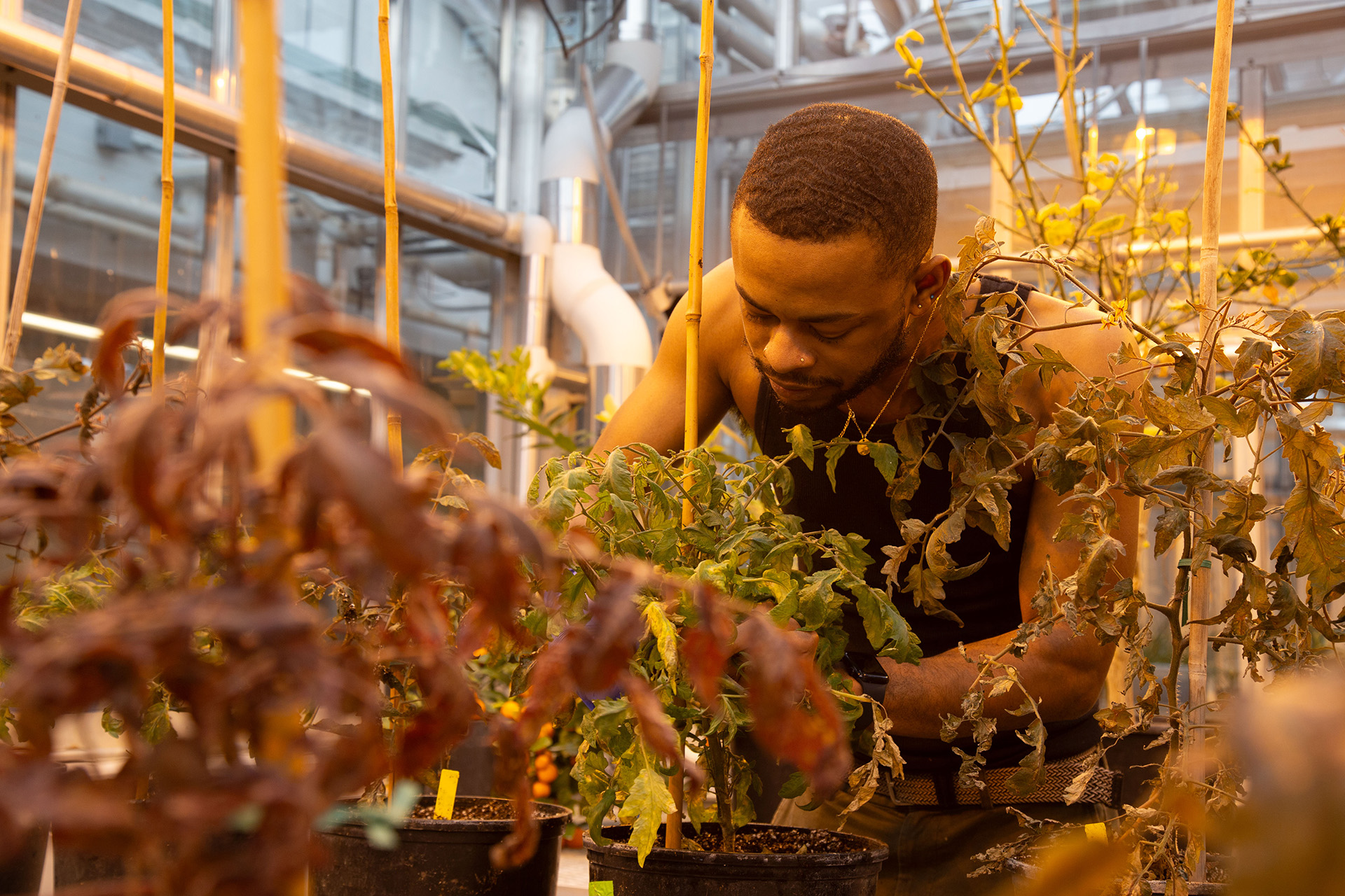 A manleans over a tomato plant which is tied to trellis stakes