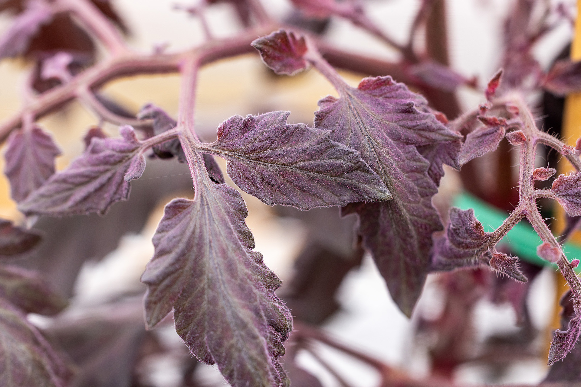 a tomato plant with purple-red leaves