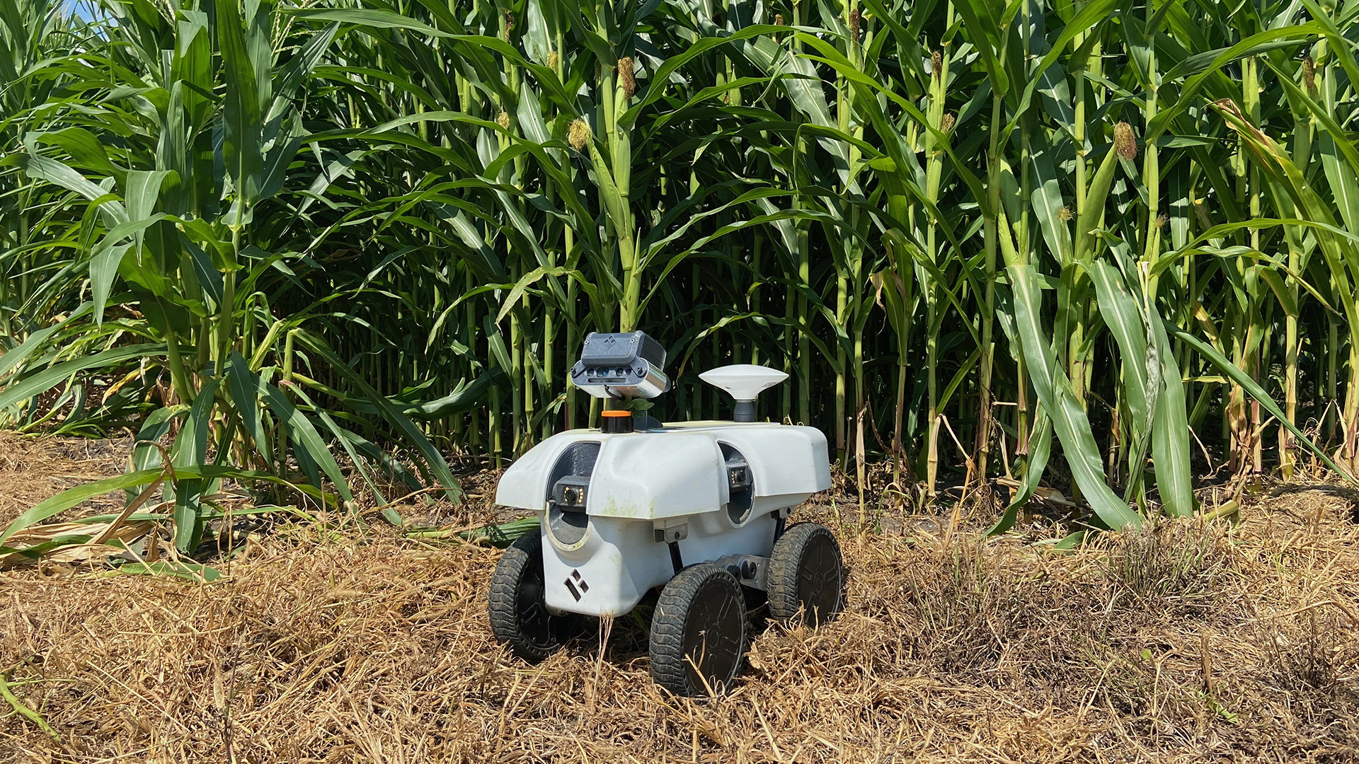 a wheeled robot in a field of corn
